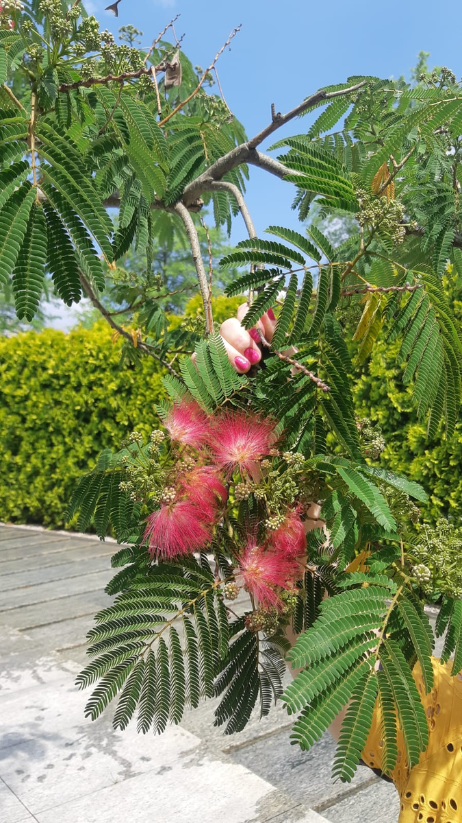 Парк Галицкого богат на диковинные растения. Альбиция ленкоранская.