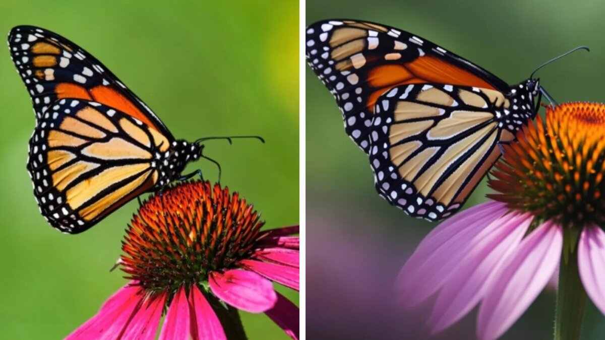 Угадают только самые дотошные. Какую из картинок создал искусственный интеллект? — Фото