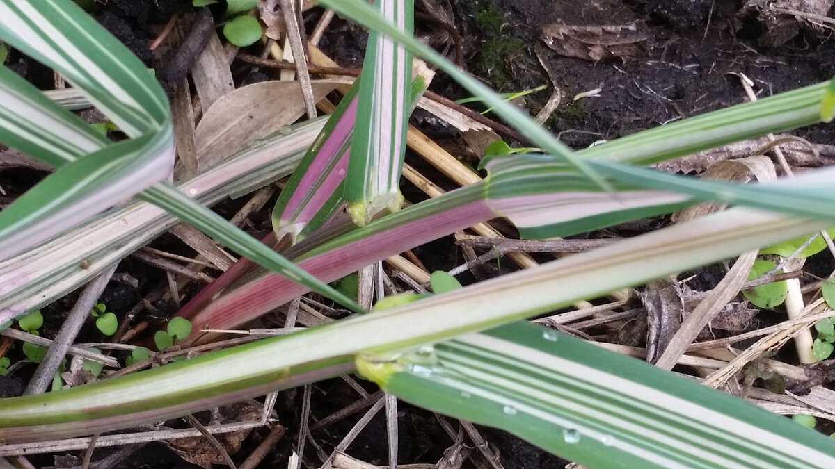 весной фалярис малиновый