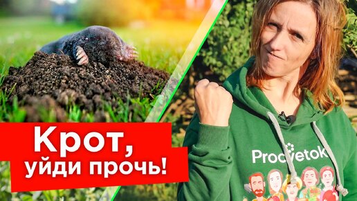 Кроты убегут без оглядки и больше не вернутся! 5 эффективных способов борьбы с кротами