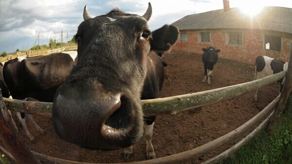    © Sputnik / Константин Чалабов