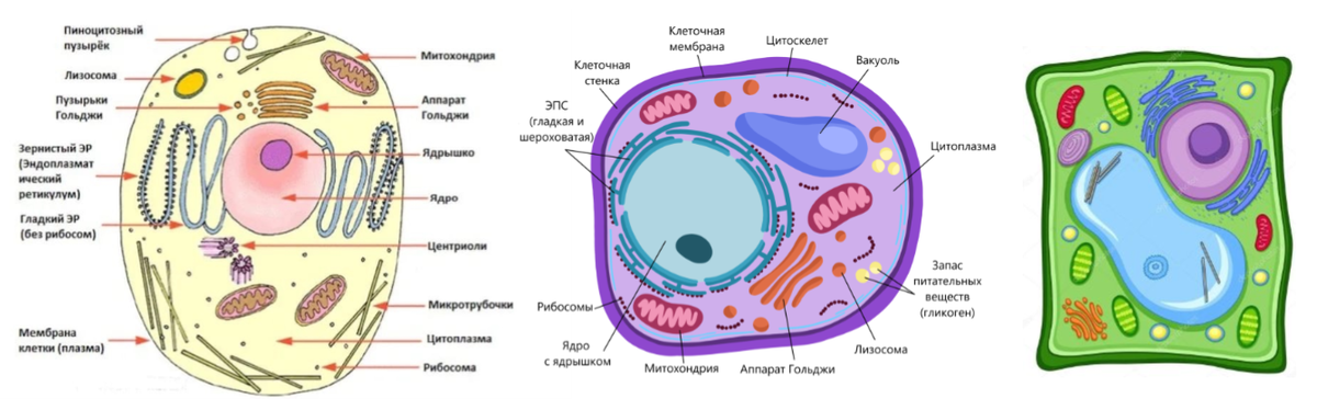 Строение клетки гриба 7 класс