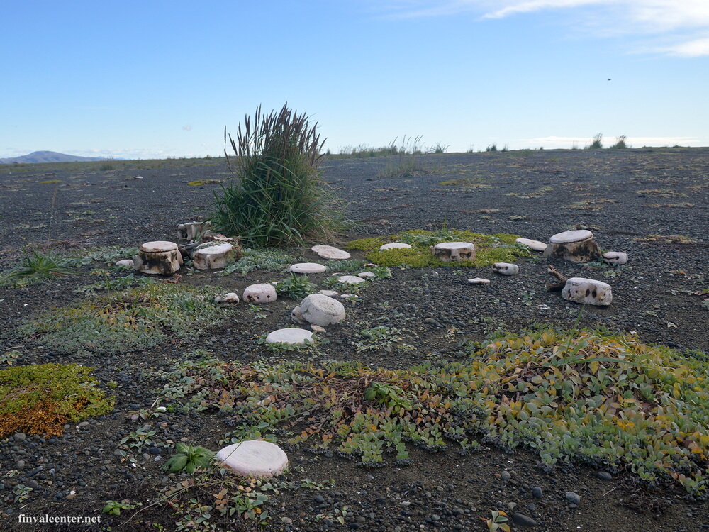 Мертензия в россыпи межпозвоночных дисков кита у поселка Хатырка.