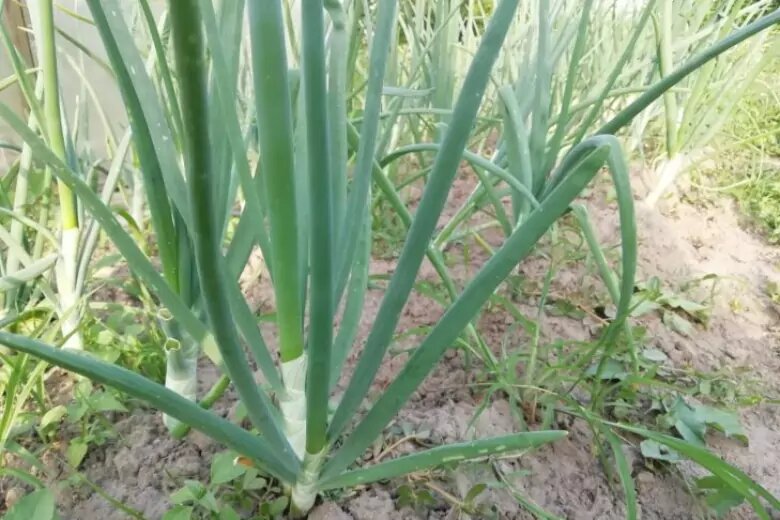 Лук для посадки в июле. Севок рыхлят. Лук эксибишен севок. Лук порей рассада. Лук на зелень посадить в августе.