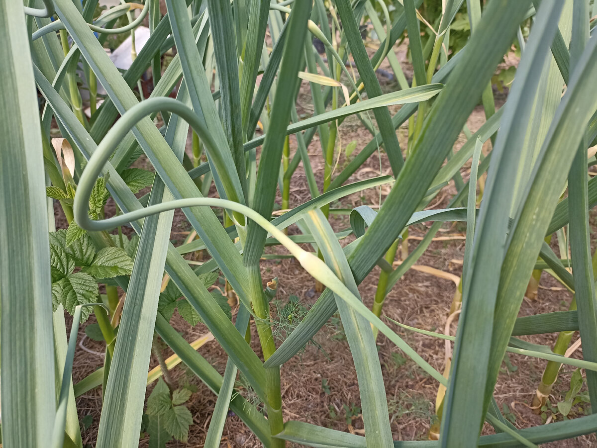 Чесночные стрелки скрутились и готовы к удалению. Фото автора