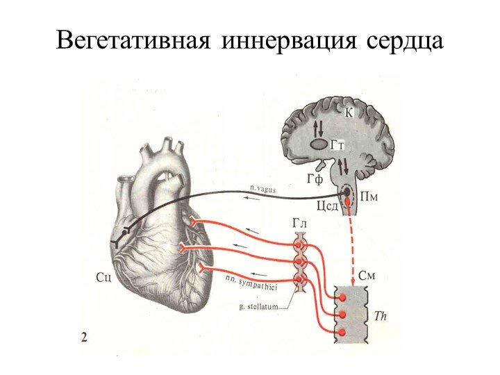 Иннервация сердца осуществляется через специальные нервы, которые передают сигналы и контролируют его функции.