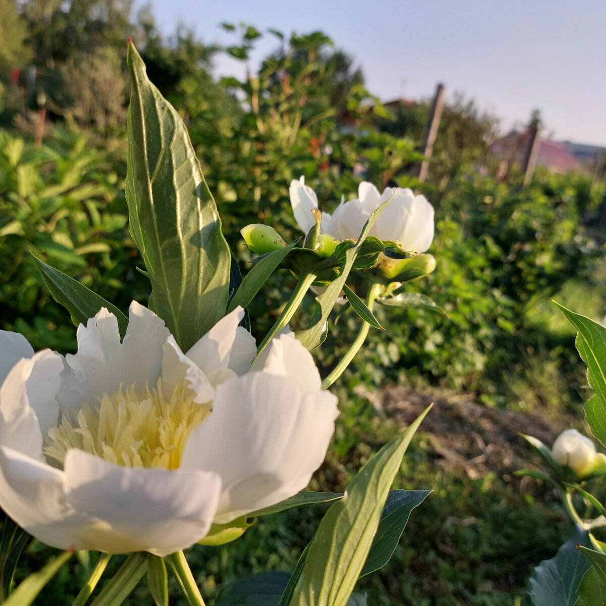 Мой высокорослый пион. Он действительно самый высокий. Сразу привязываю к опоре.