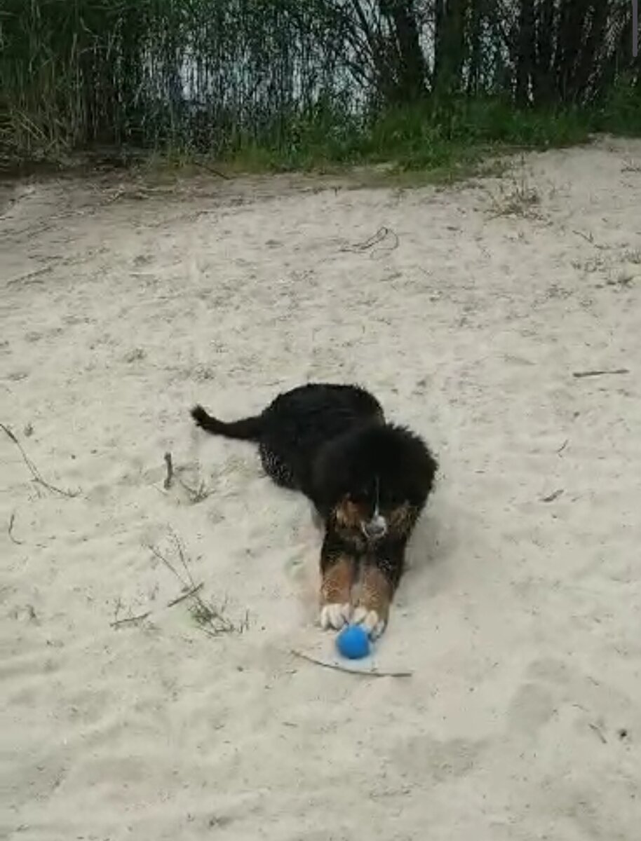 Герда играет с мячом