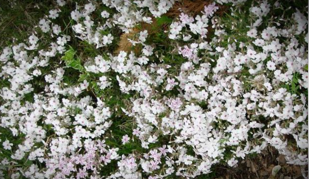 как пересадить многолетники