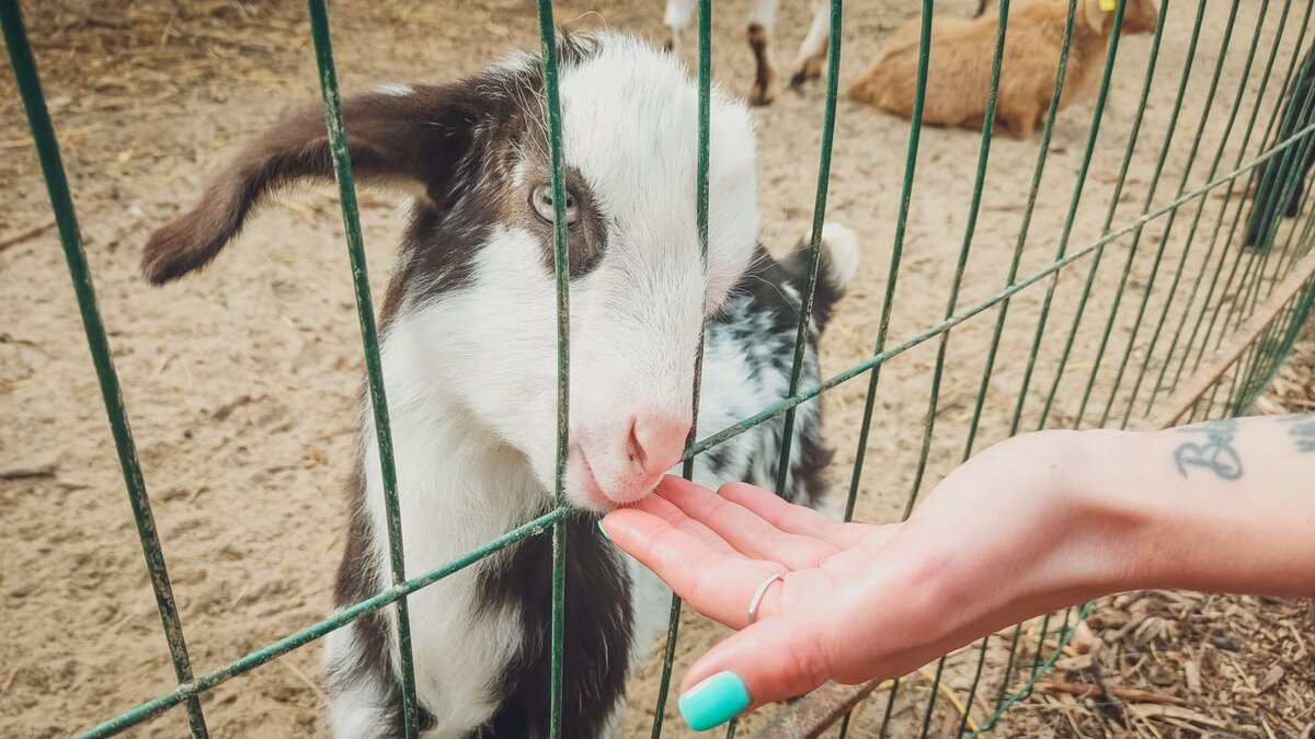    В Ростове-на-Дону произошел крупный пожар в местном зоопарке, информацию подтвердили в региональном ГУ МЧС.