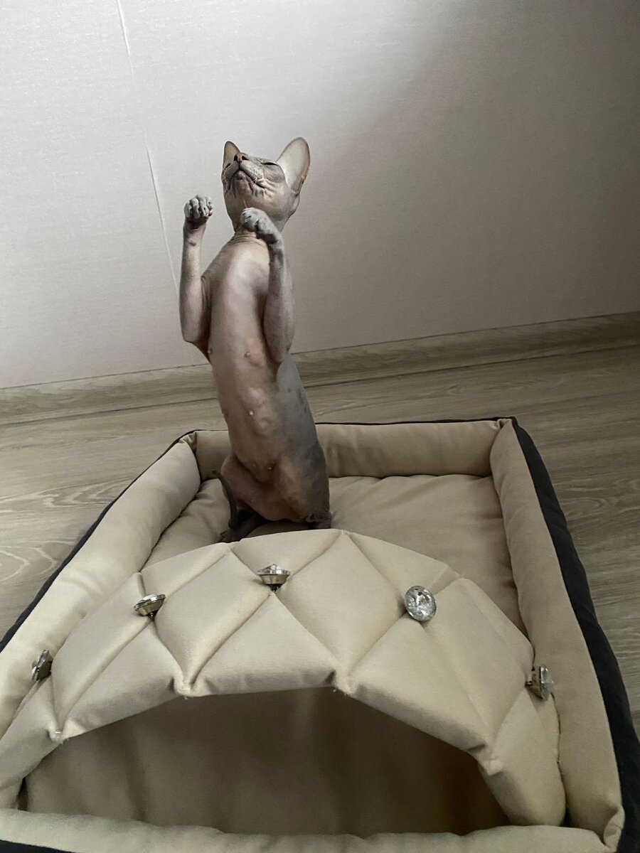 Мммягонькая, бархатная😻