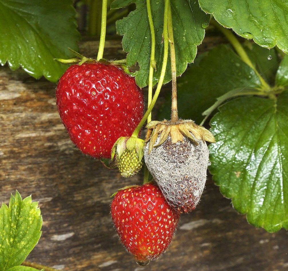 Фото с сайта komiinform.ru