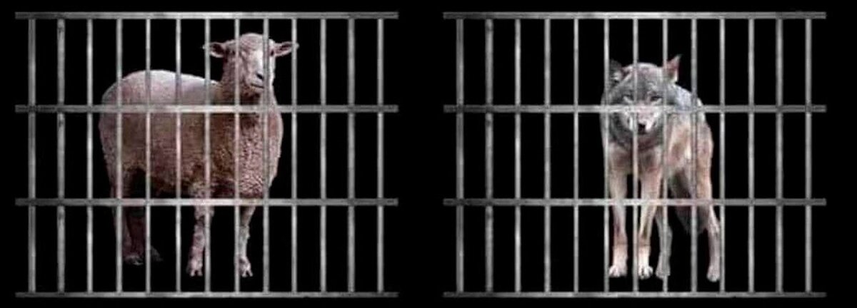 Эксперимент авиценны с двумя ягнятами. Авиценна ягненок волк. Тупые ли белорусы. Двух ягнят знаменитый эксперимент авиценны ягнят. Работник в клетке.