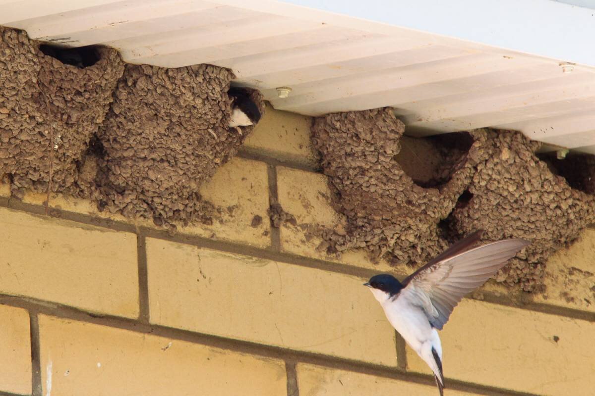 Гнезда птиц в домах. Гнездо ласточки под крышей. Гнездо ласточки. Глиняное гнездо ласточки. Гнездо городской ласточки.