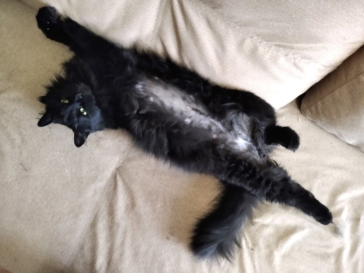 У грозного Бобика мягкое пузико