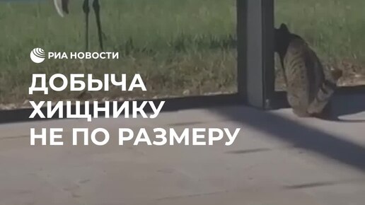 Видит око да зуб