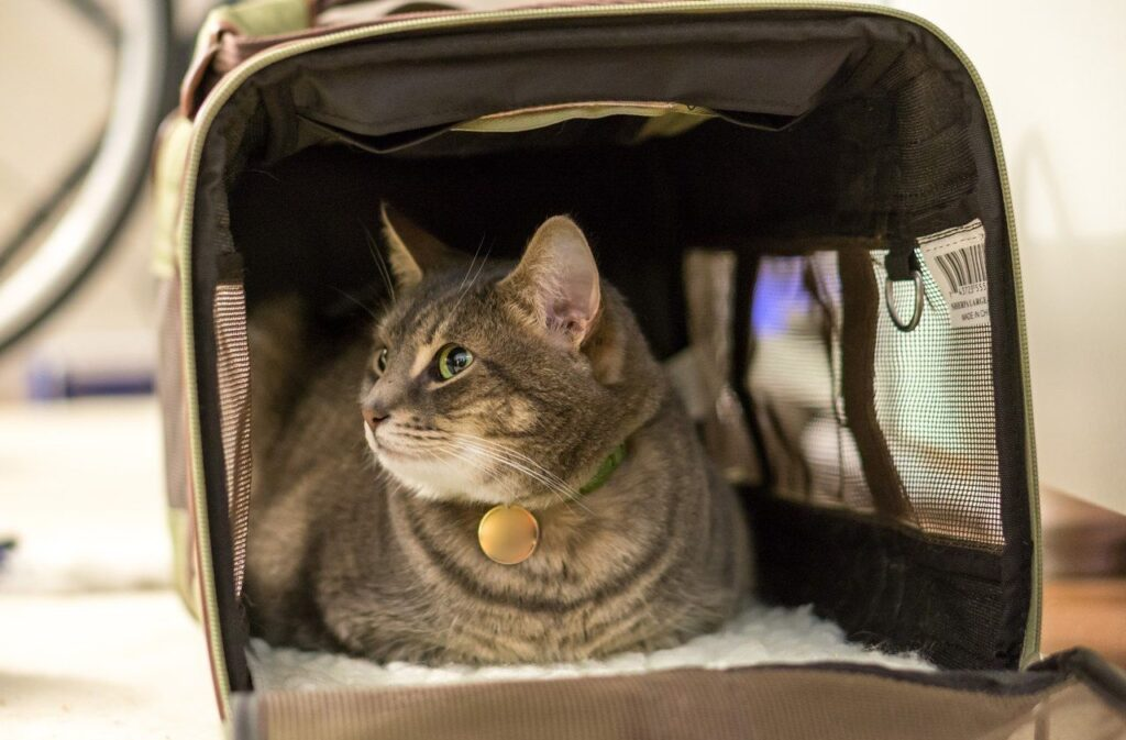 Провоз кошки в самолете: в салоне или багажном отделении | PEGASUS.RU |  Авиабилеты на популярные направления | Дзен