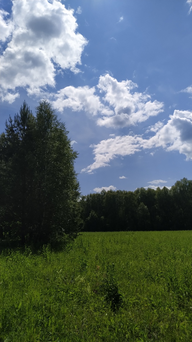 Лес