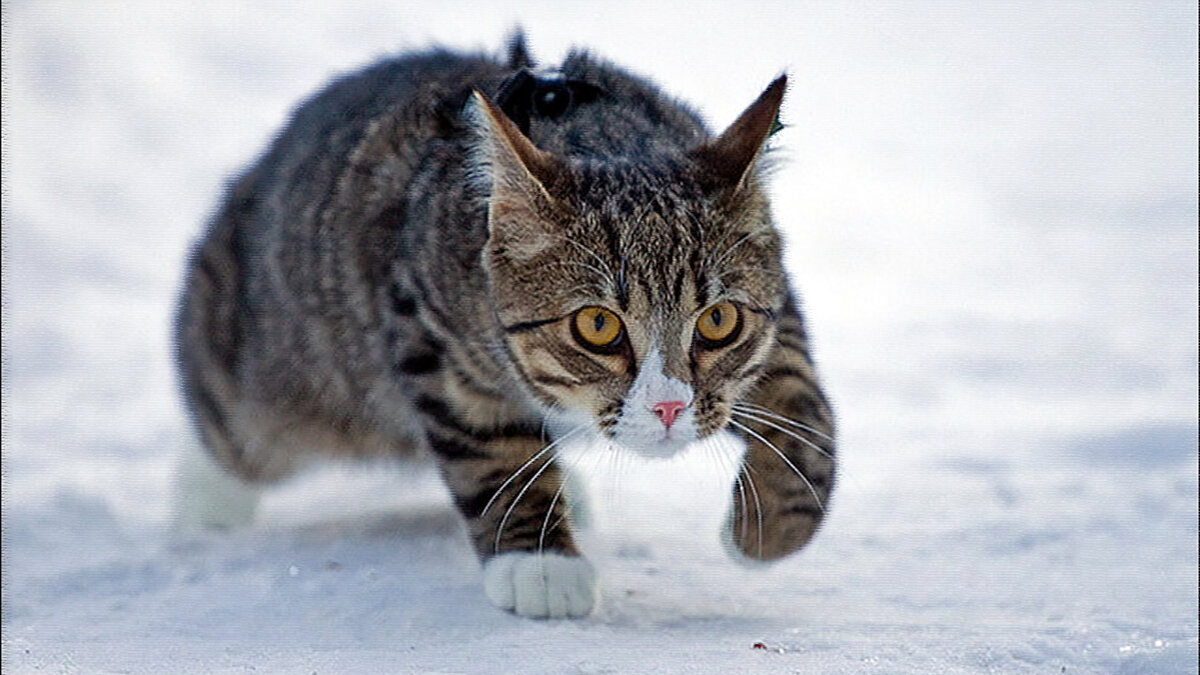 источник фото: prikol.ru