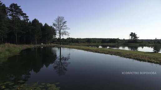 Утро на прудах. Верховка, нерест, аисты