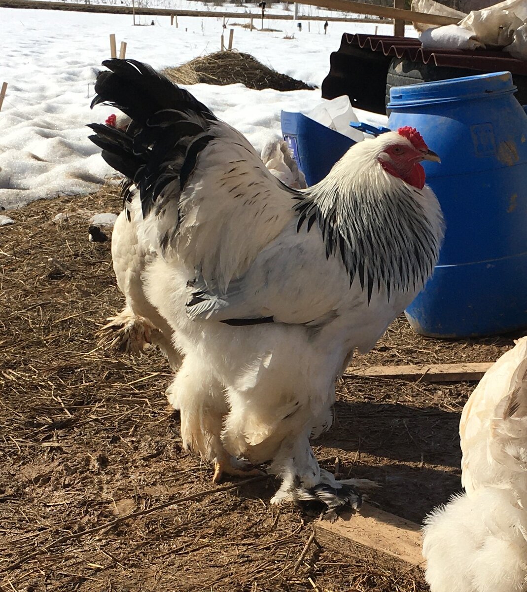 петух светлой колумбийской окраски с генотипом ebeb CoCo SS blbl