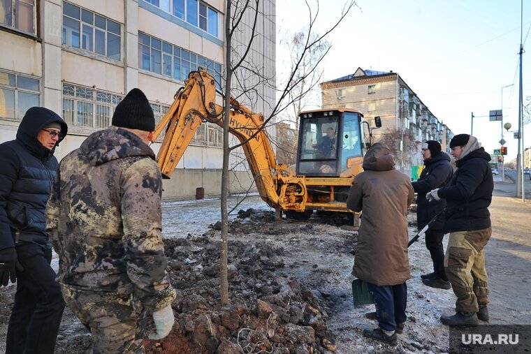    В Кургане убрали деревья, высаженные меньше года назад