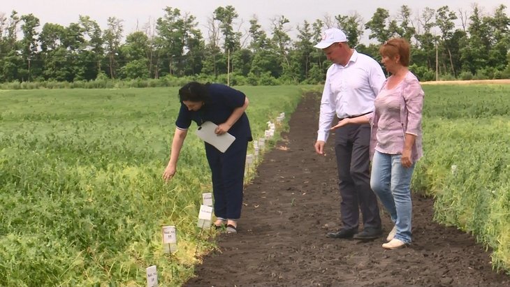    Донские селекционеры выводят новые сорта гороха для продовольственной безопасности страны