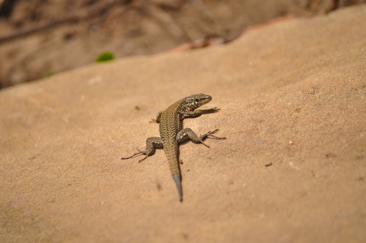 Картинка с бесплатного фотостока https://unsplash.com, автор Théo Muhel