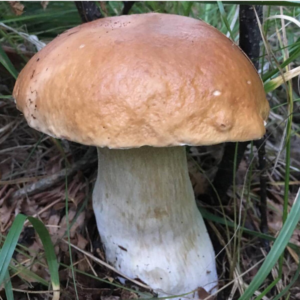 Бел грибы фото. Белый гриб берёзовый Boletus betulicola. Боровик Берроуза гриб. Белый гриб Боровик березовый. Ложный Боровик белый гриб.