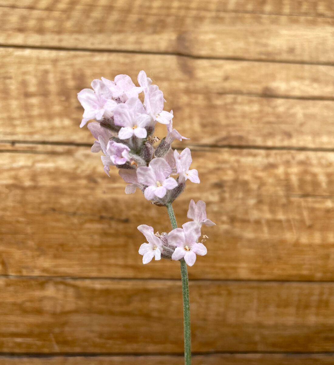 🌱Лаванда. Сравниваем несколько сортов в моем саду. | 🌼ЦветочнаяТема | Дзен