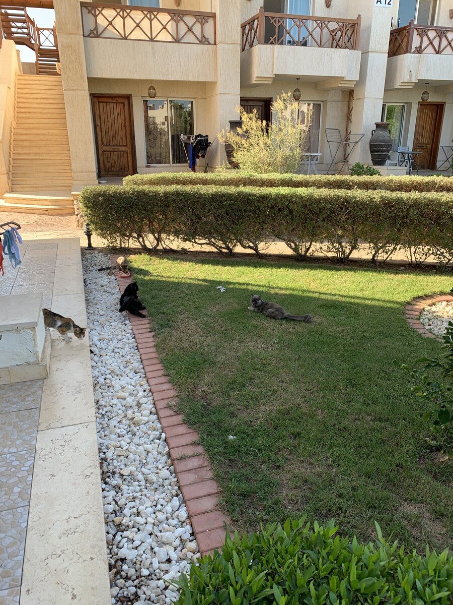 Местные кошки в Sunny Lake 