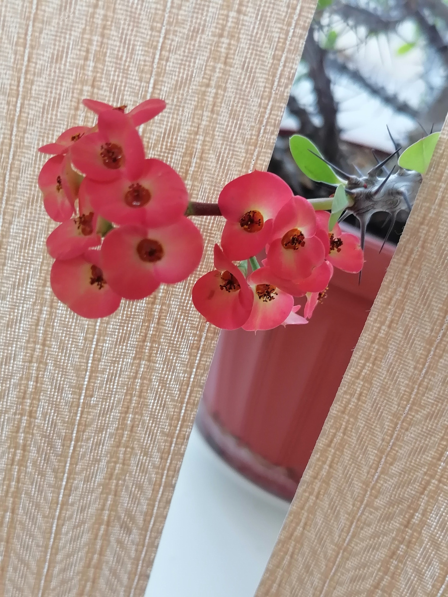 Мои любопытные цветы) 