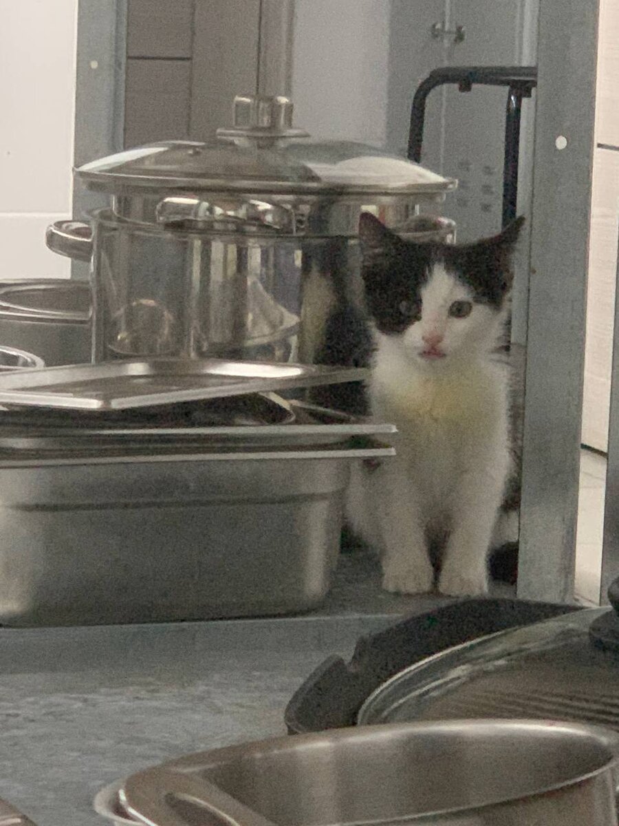 Маленький кашевар