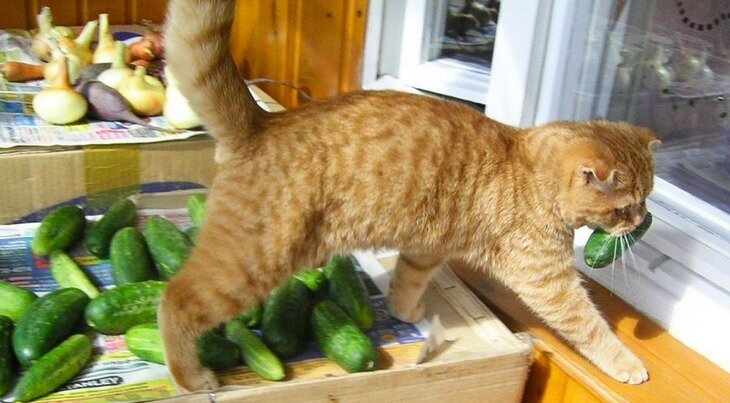 Фото из Интернета.