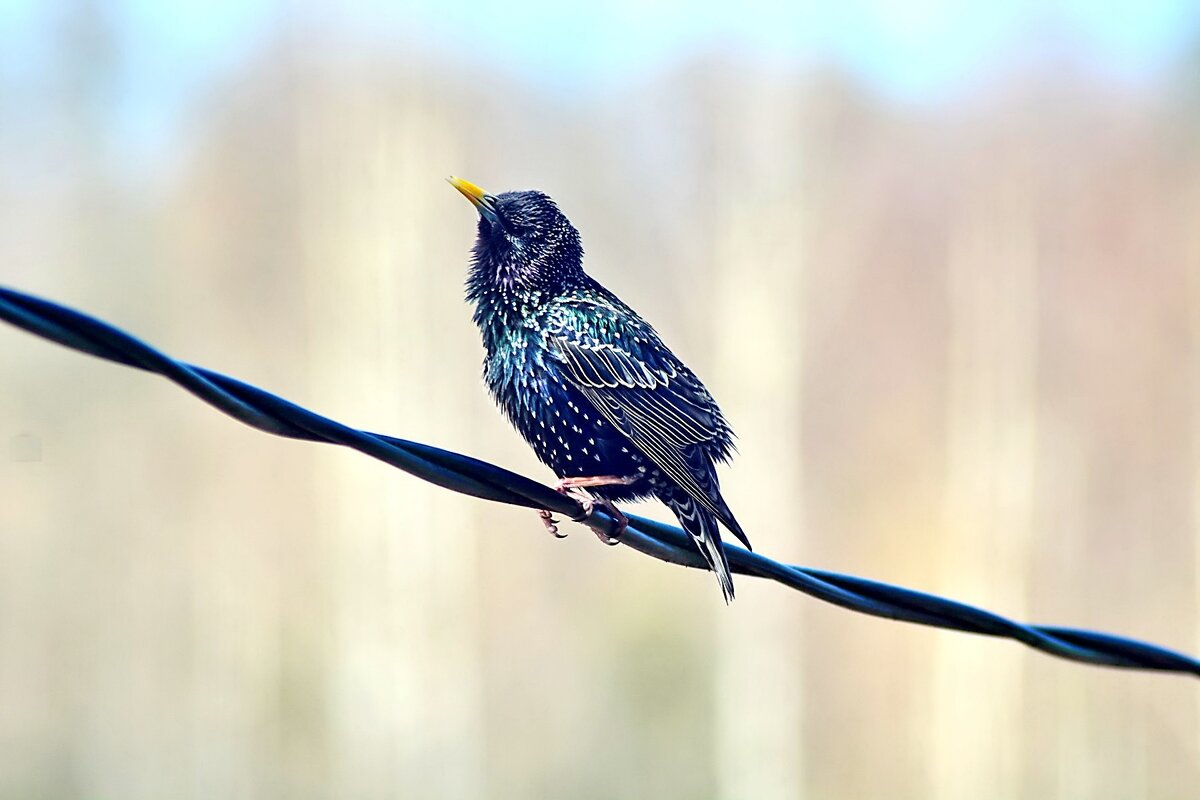 Скворец начинает свою брачную песню