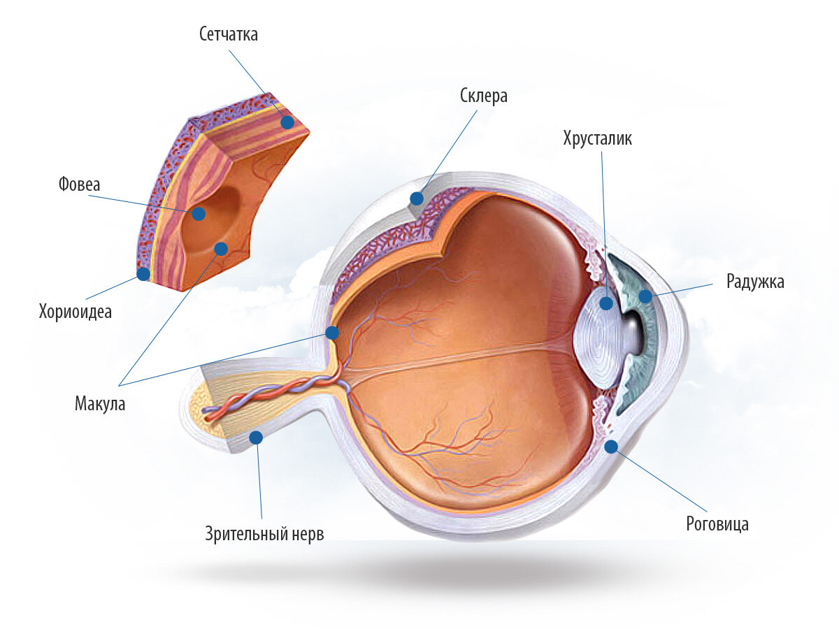 Склера сетчатка слепое. Строение глаза анатомия сетчатка желтое пятно. Макула сетчатки анатомия. Строение глаза макула.