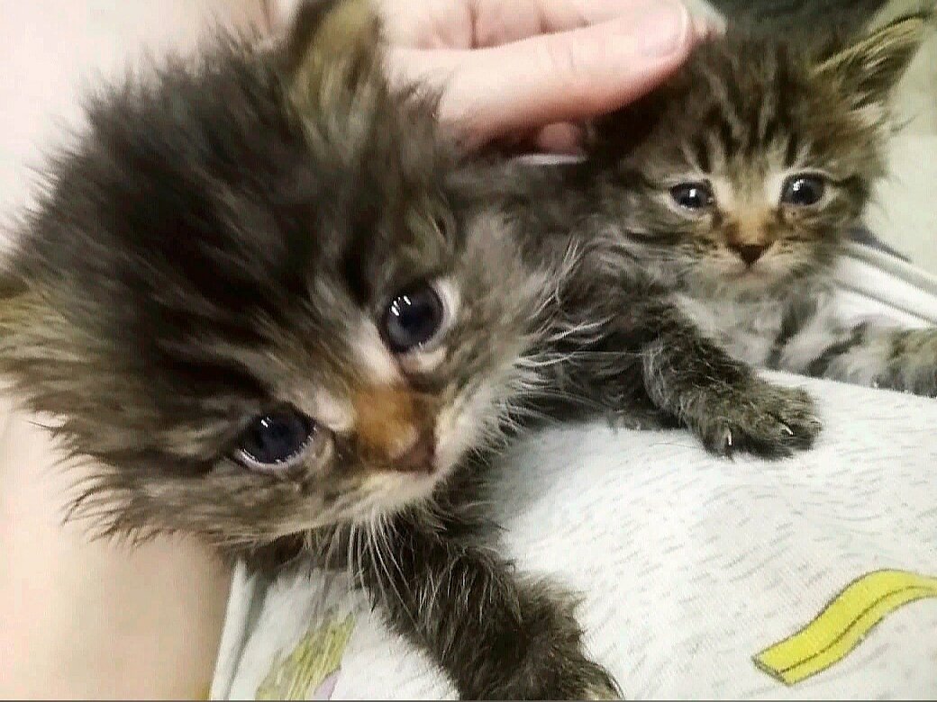 Друзья канала и группы помогли котятам с кормом. Сердечное спасибо за отзывчивость!