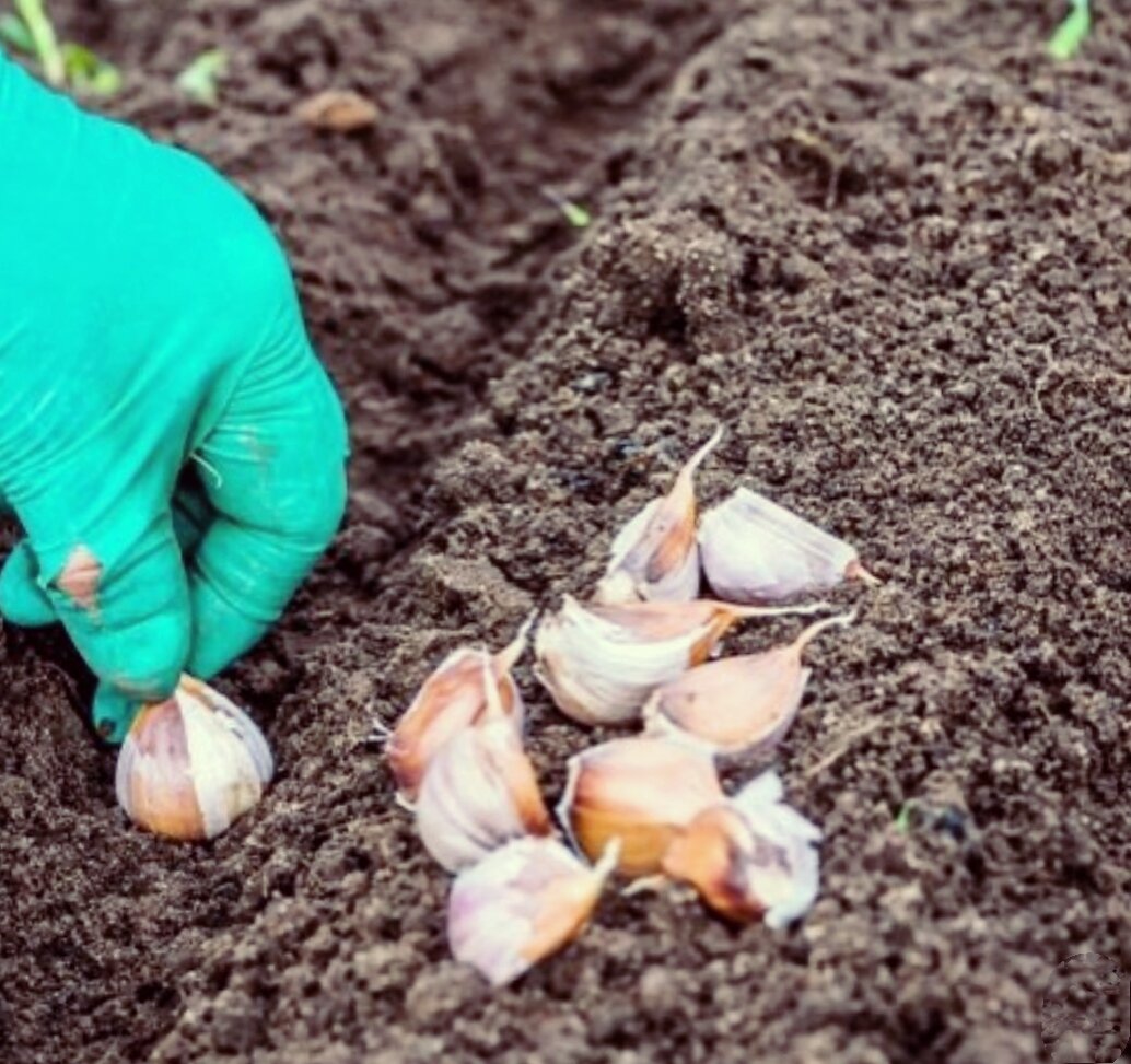 Можно ли весной посадить озимый чеснок, если вы не сделали это осенью |  Эффективно и просто — комнатные растения, сад и огород | Дзен