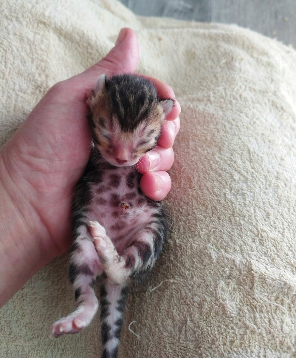 Еще пуповинка не отпала