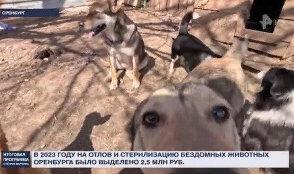    «Трудно очень понять, какие именно собаки загрызли»: В Оренбурге не поймали ни одну из собак, которые растерзали 8-летнего мальчика?