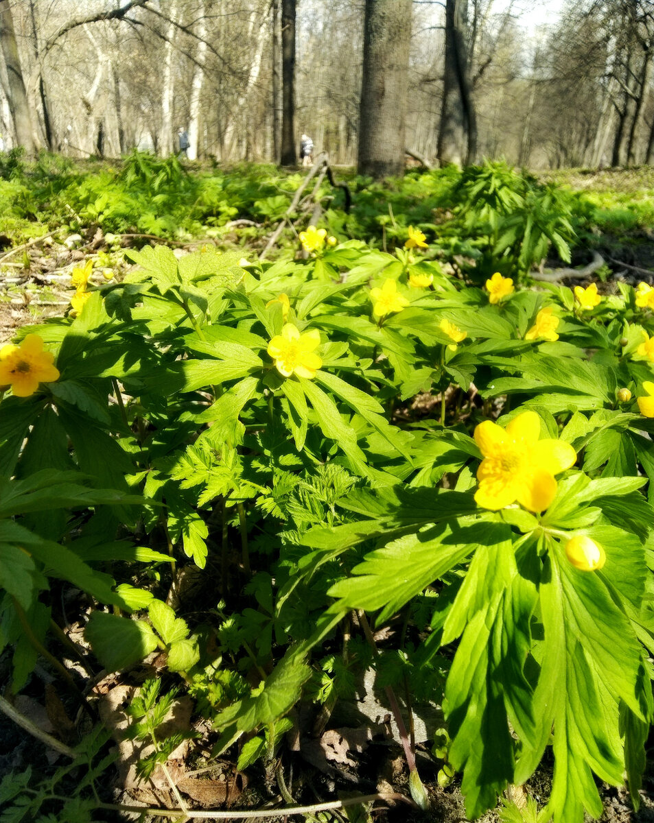 Ветреница лютичная 