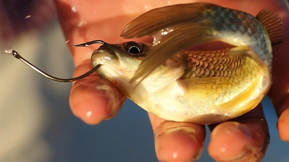 Какой крючок нужен для ловли карася. | FishingDaily | Дзен