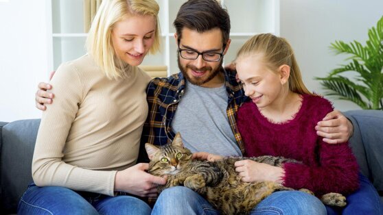    Советы будущим владельцам кошки: 5 рекомендаций от ветеринара Андрей Соколов