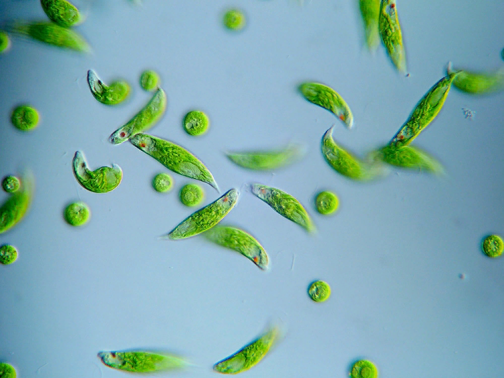 Зеленые водоросли хлорелла. Одноклеточные водоросли в воде. Зеленые водоросли хламидомонада хлорелла. Зеленые водоросли хламидомонада хлорелла. Микроводоросли хлорелла.