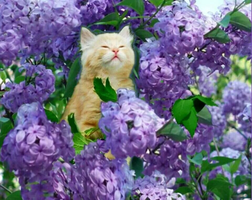 Источник изображения: Яндекс. Картинки