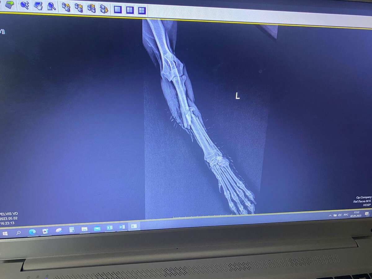 Друзья, экстренный сбор для сбитой собаки | приют \"Спасенная душа\" г ...