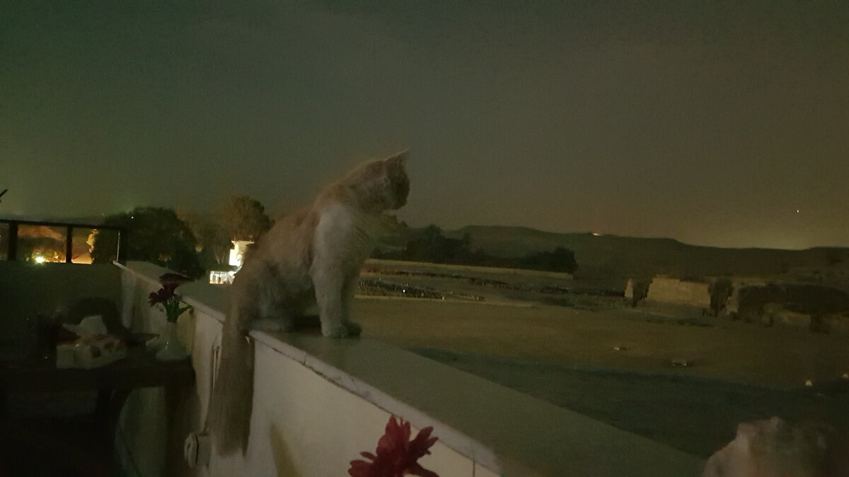 Кошечка смотрит в сторону сфинкса.