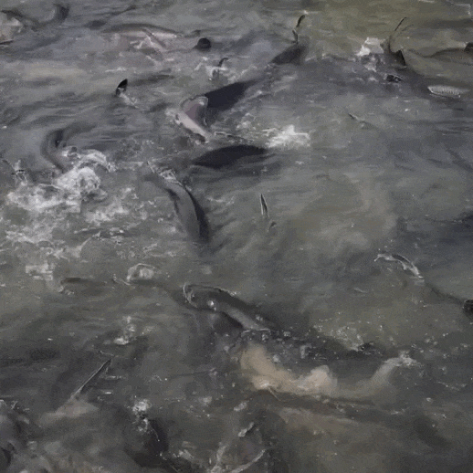 Осетры в наших садках