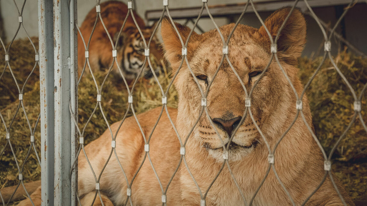     Директор «Саванны» рассказал Mkset о том, с какими проблемами сталкивается и столкнется зоолунапарк после передачи больного львенка.
