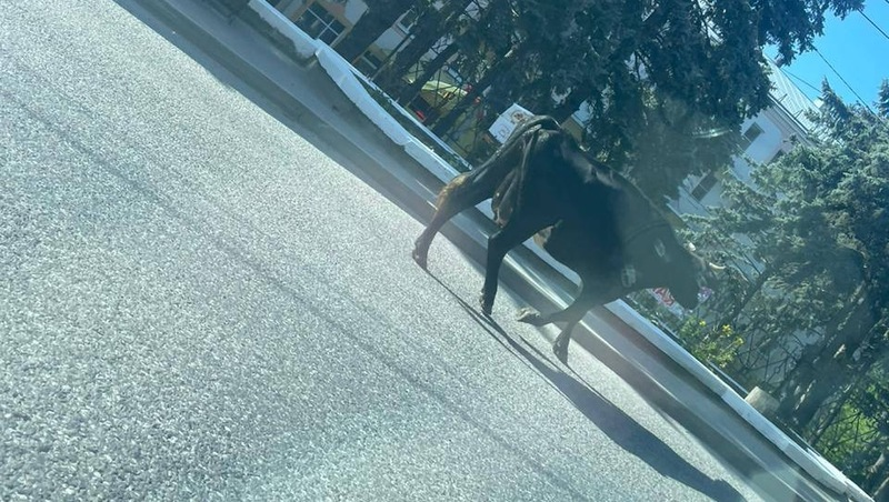 Фото: Администрация Железноводска